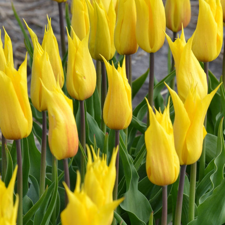 Tulip 'La Perla'