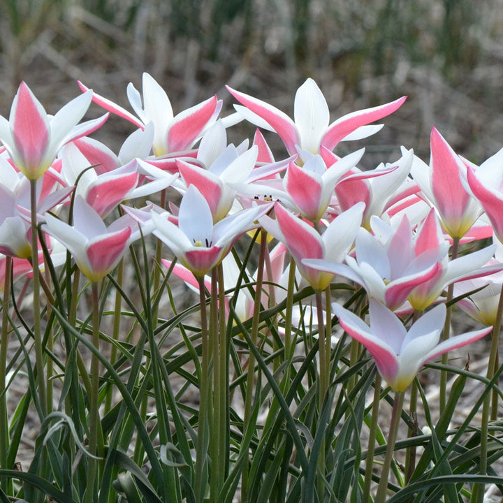 Tulip 'Lady Jane'