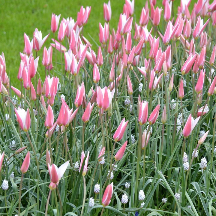 Tulip 'Lady Jane'
