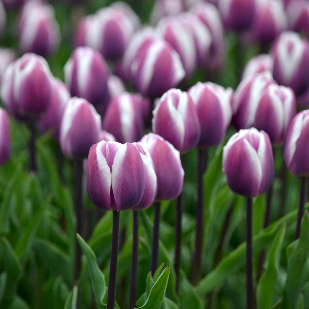 Tulip 'Librije'