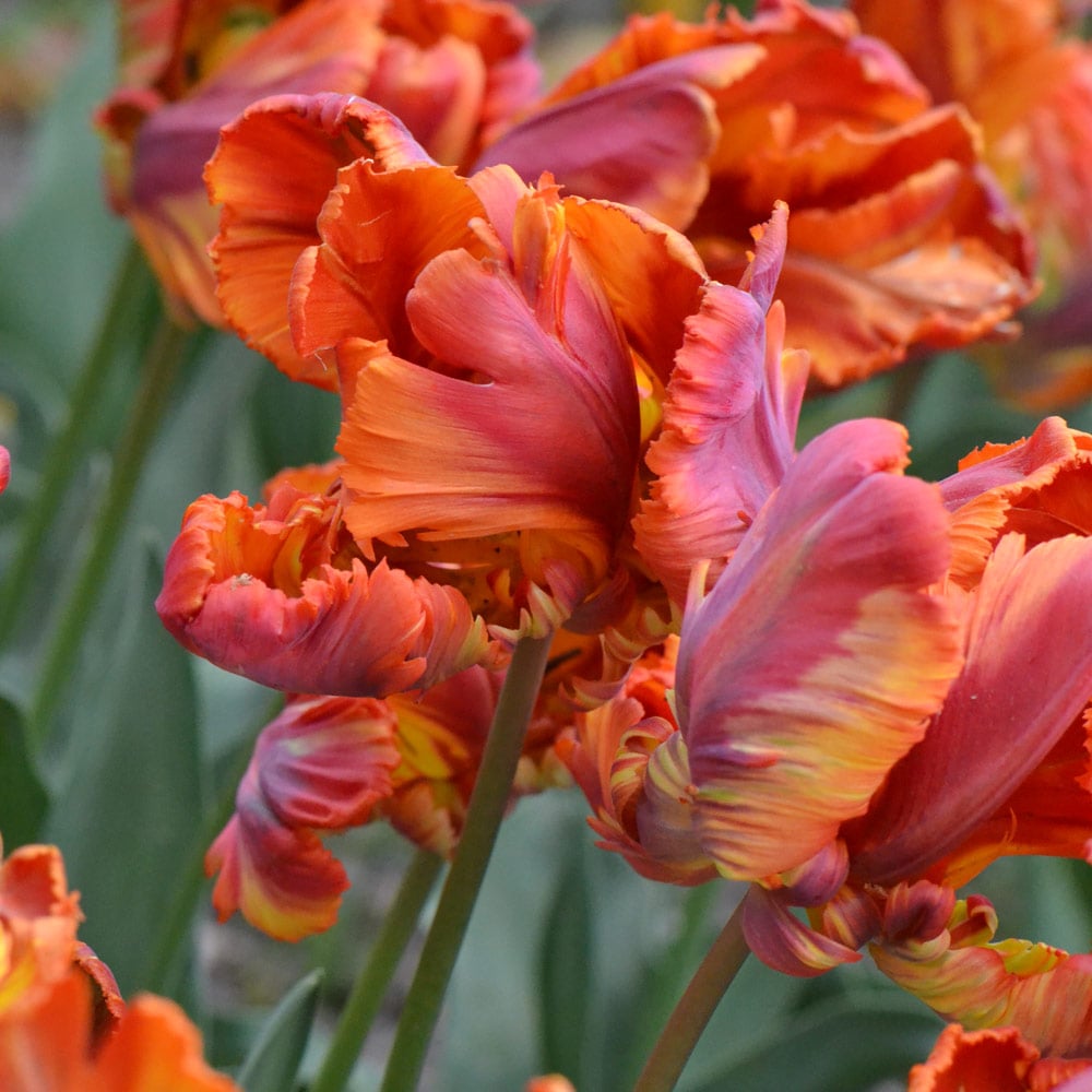 Tulip 'Rasta Parrot'