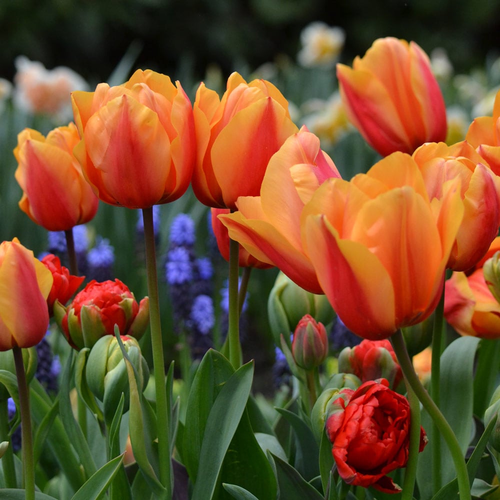 Tulip 'Salmon Lalibela'