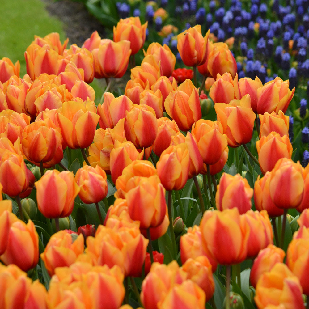 Tulip 'Salmon Lalibela'