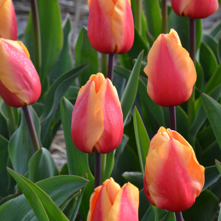 Tulip 'Salmon Lalibela'