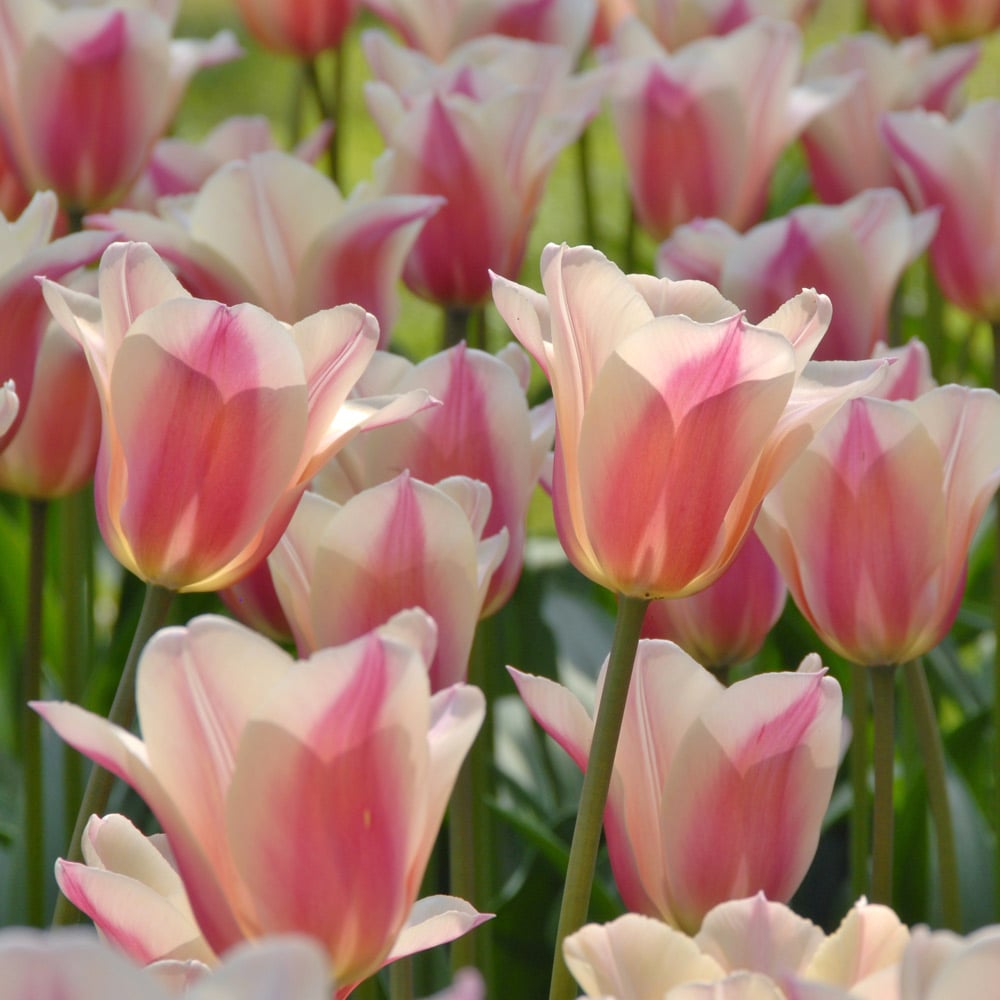 Tulip 'Sanne'