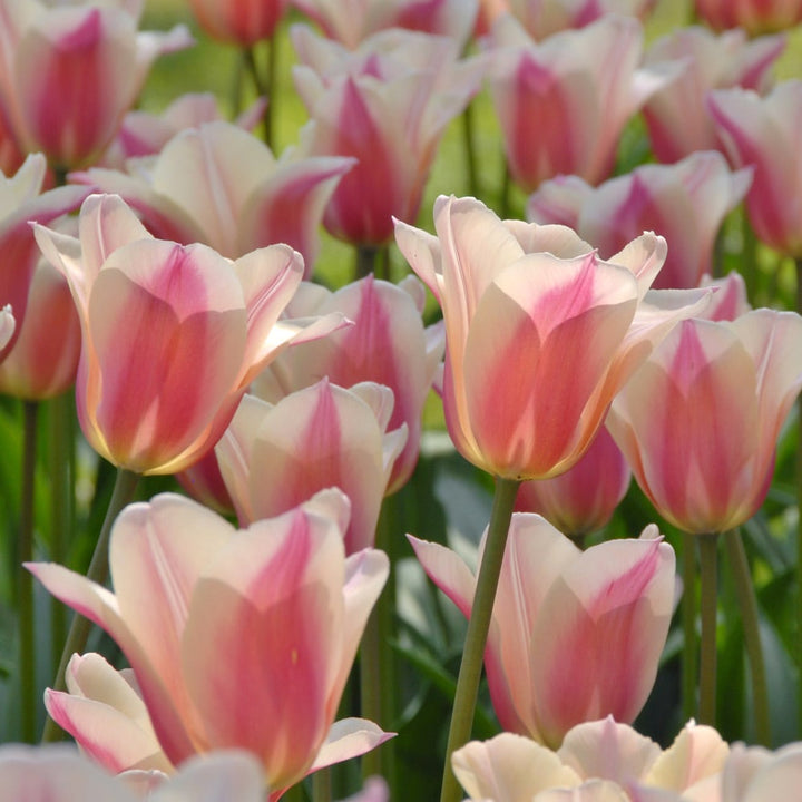 Tulip 'Sanne'
