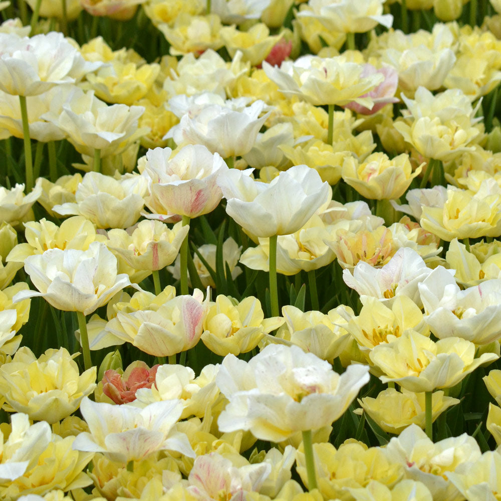 Tulip 'Silk Road'