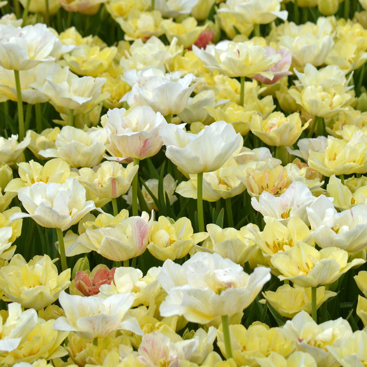 Tulip 'Silk Road'