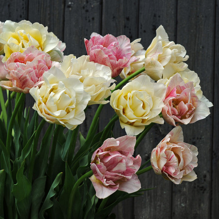 Tulip 'Silk Road'