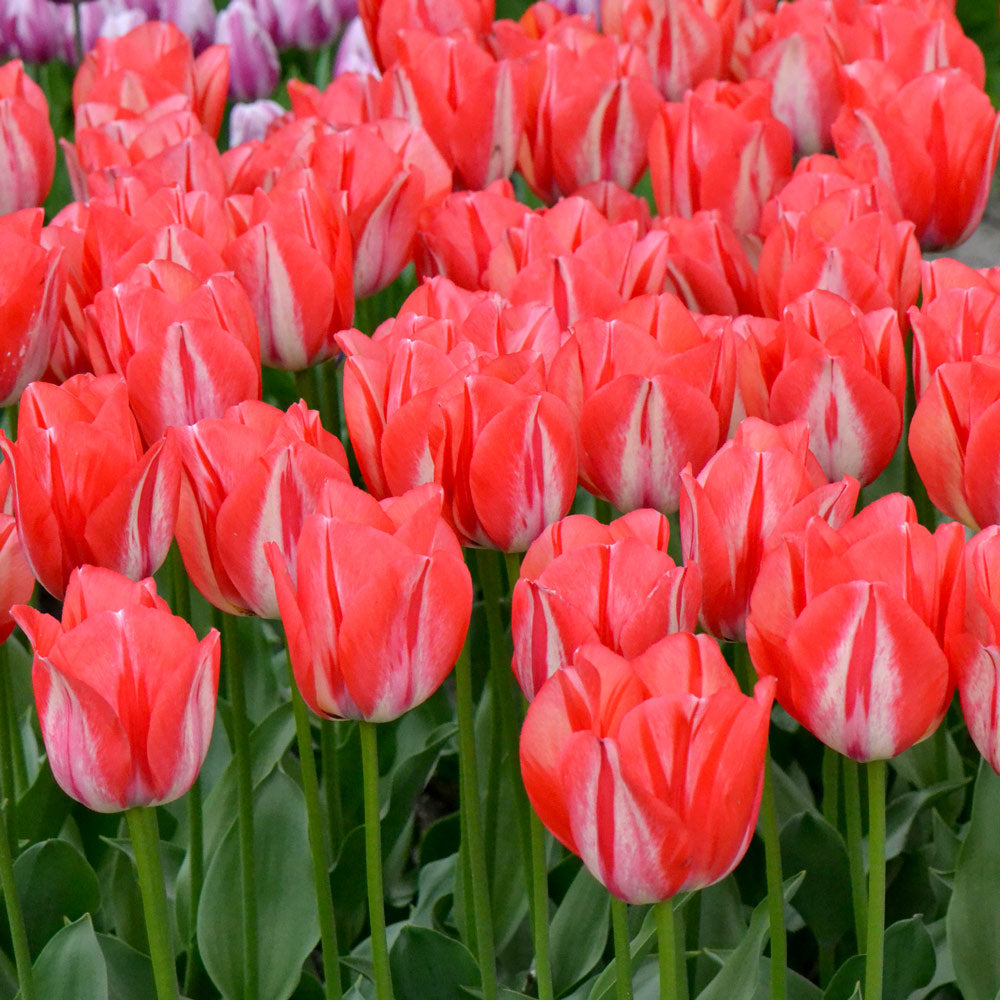 Tulip 'Spryng Break'