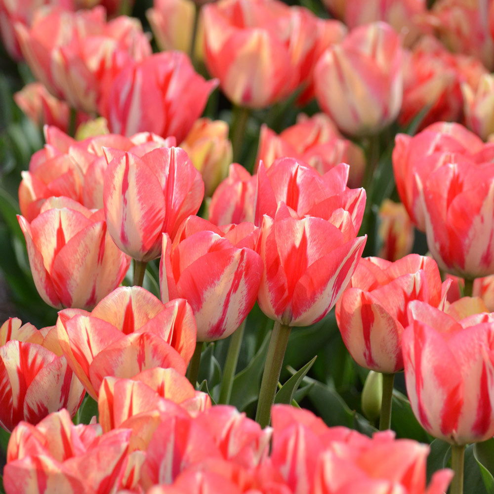 Tulip 'Spryng Break'