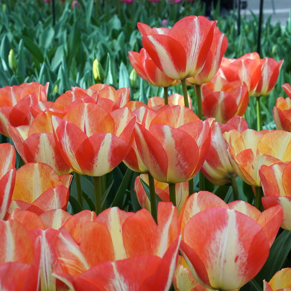 Tulip 'Spryng Sunrise'