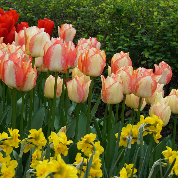 Tulip 'Spryng Sunrise'