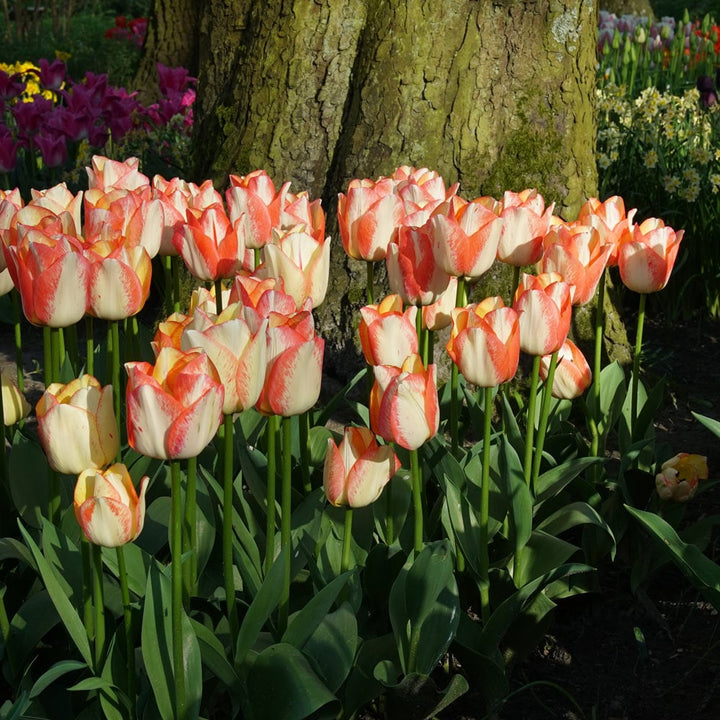 Tulip 'Spryng Sunrise'
