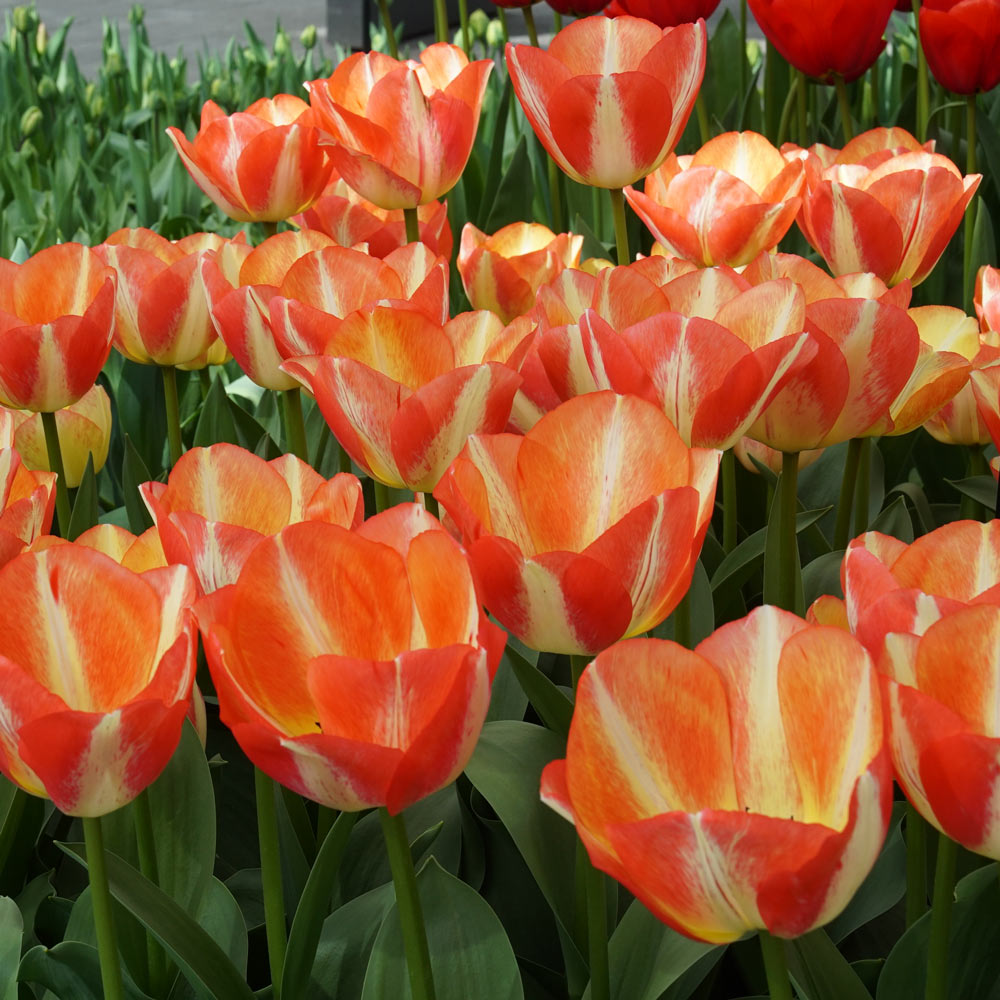 Tulip 'Spryng Sunrise'