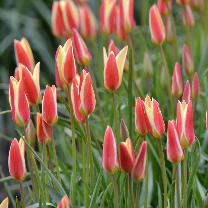 Tulip 'Tinka'