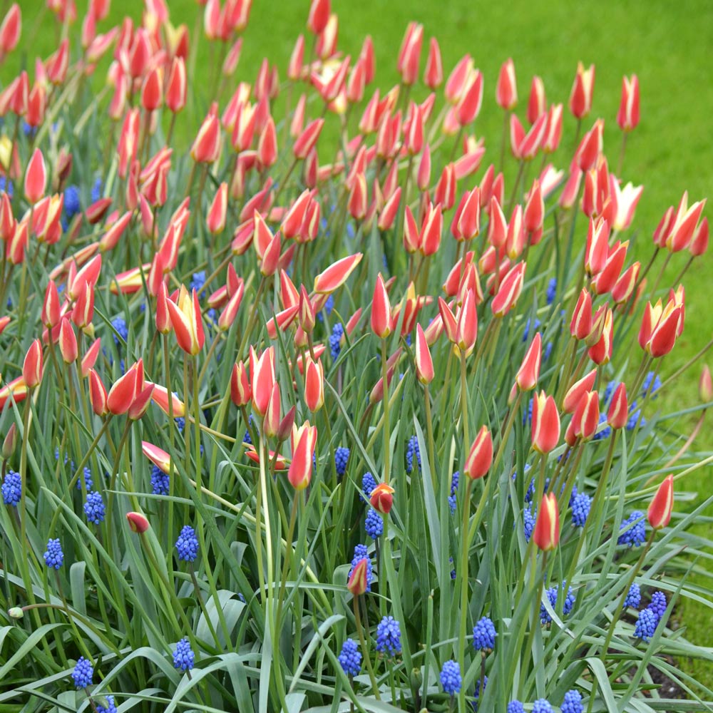 Tulip 'Tinka'