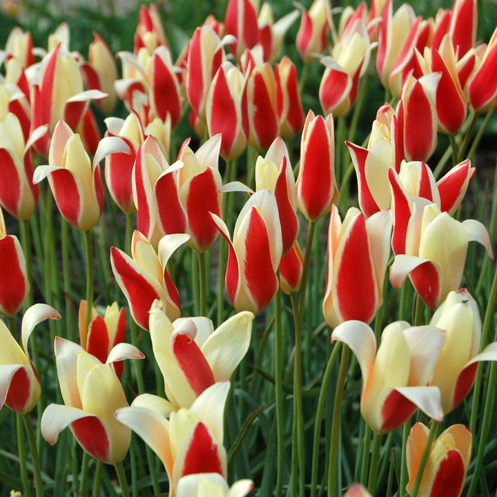 Tulip 'Tinka'
