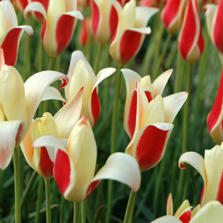 Tulip 'Tinka'