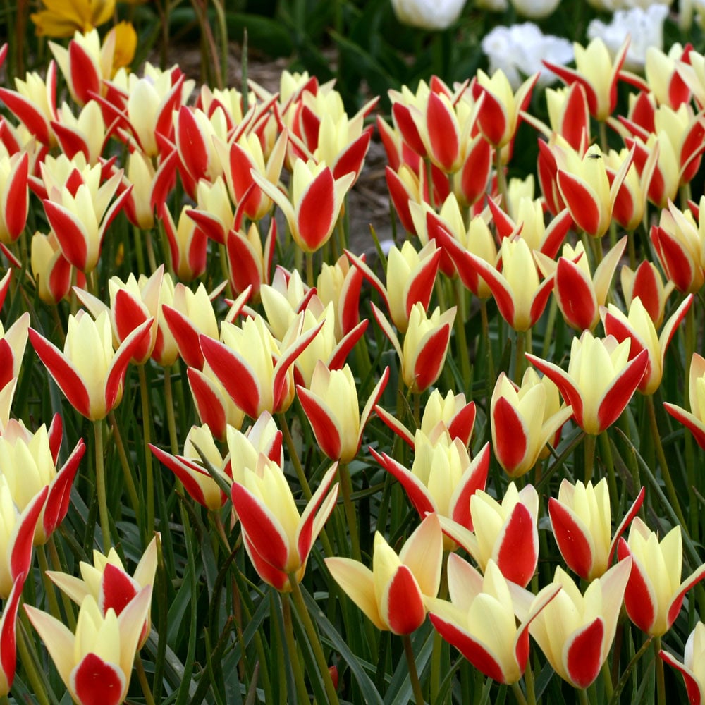 Tulip 'Tinka'