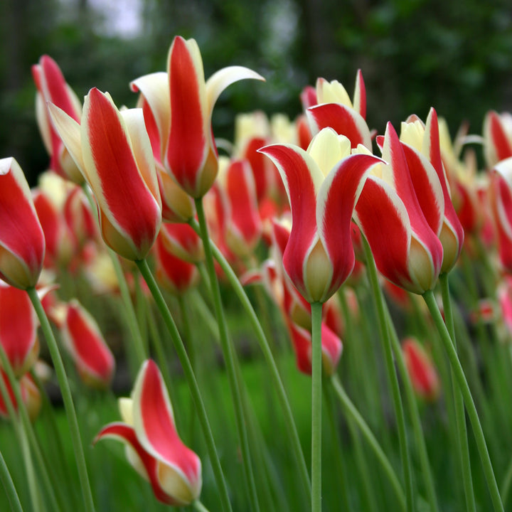Tulip 'Tinka'