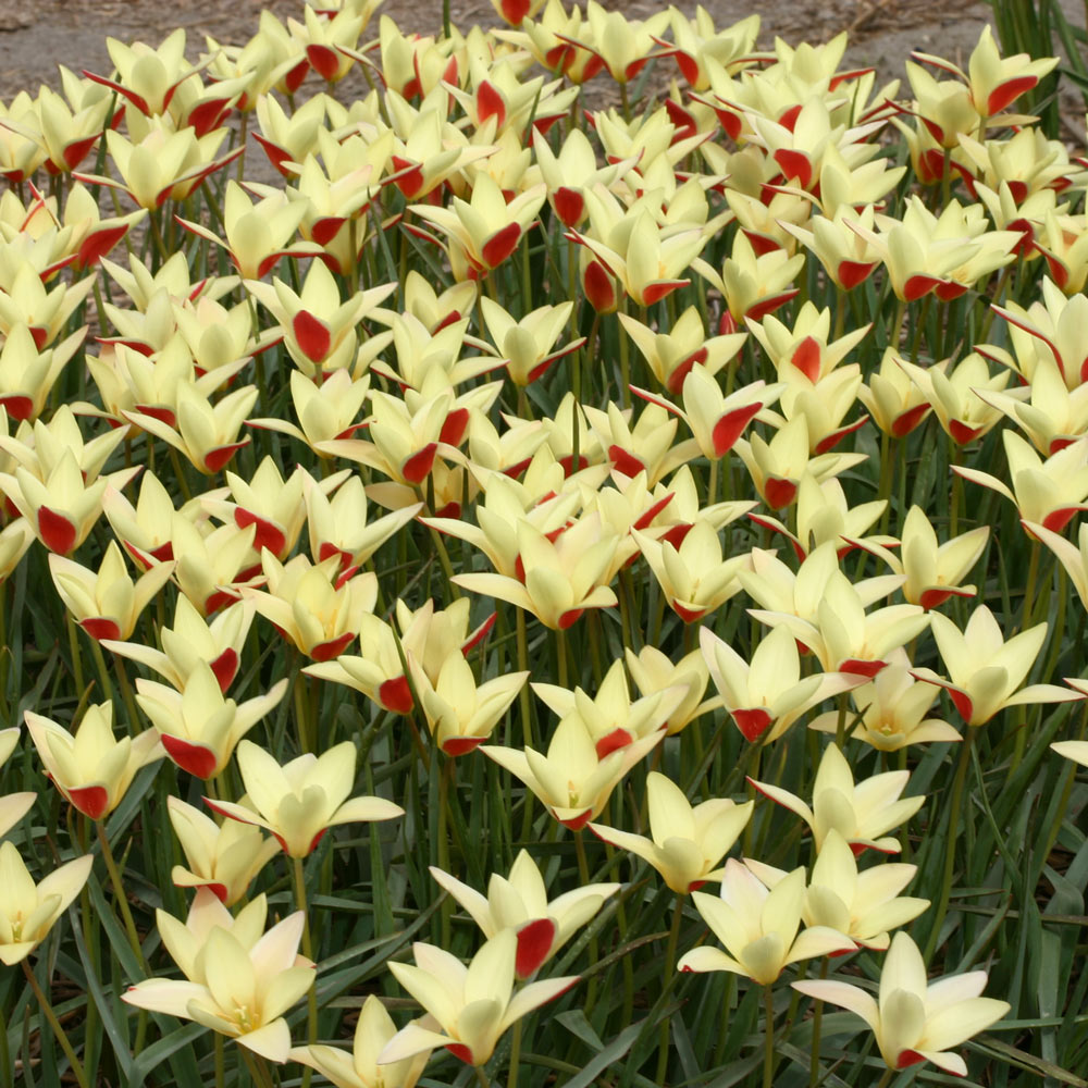 Tulip 'Tinka'