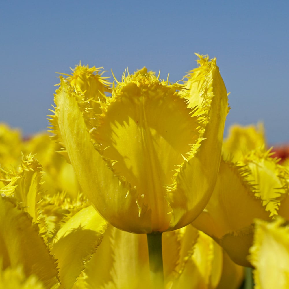 Tulip 'Yellow Fabio'