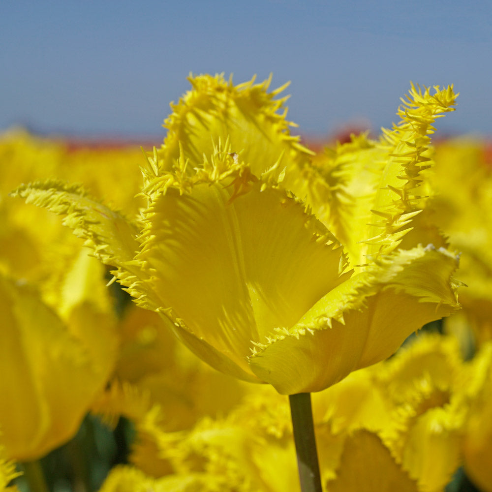 Tulip 'Yellow Fabio'