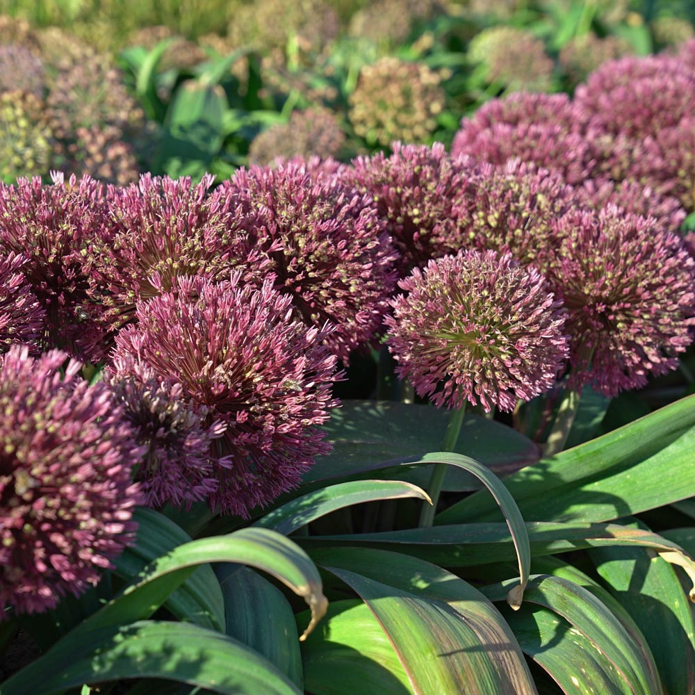 Allium karataviense 'Red Giant'