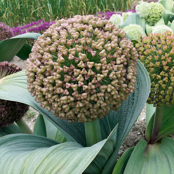 Allium karataviense 'Red Giant'