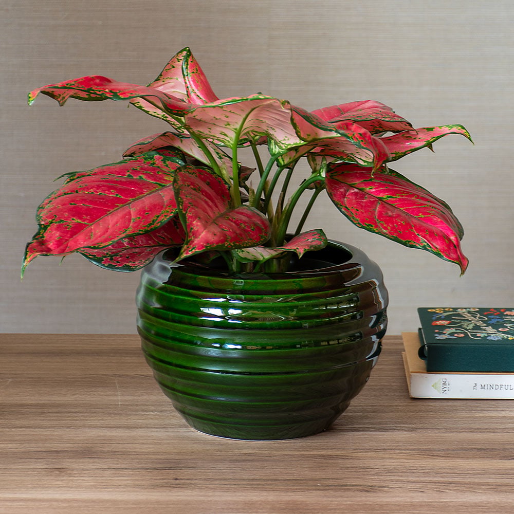 Chinese Evergreen 'Red Valentine'