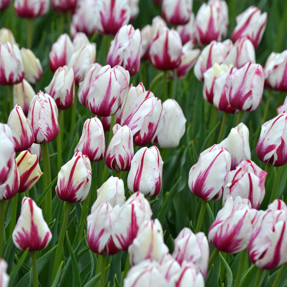 Tulip 'Viva La Vida'