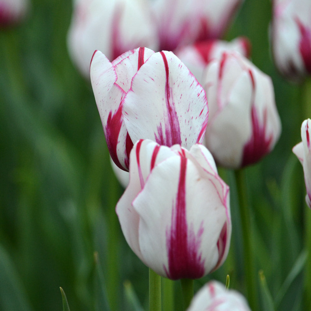 Tulip 'Viva La Vida'
