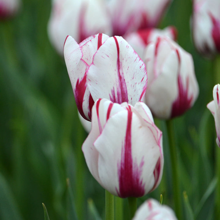 Tulip 'Viva La Vida'