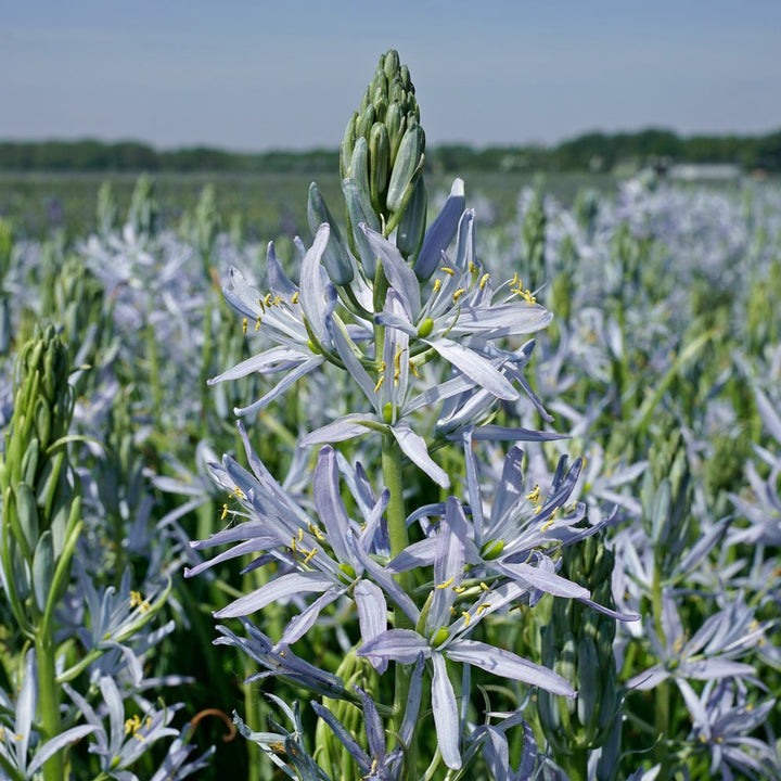 Camassia 'Blue Heaven'