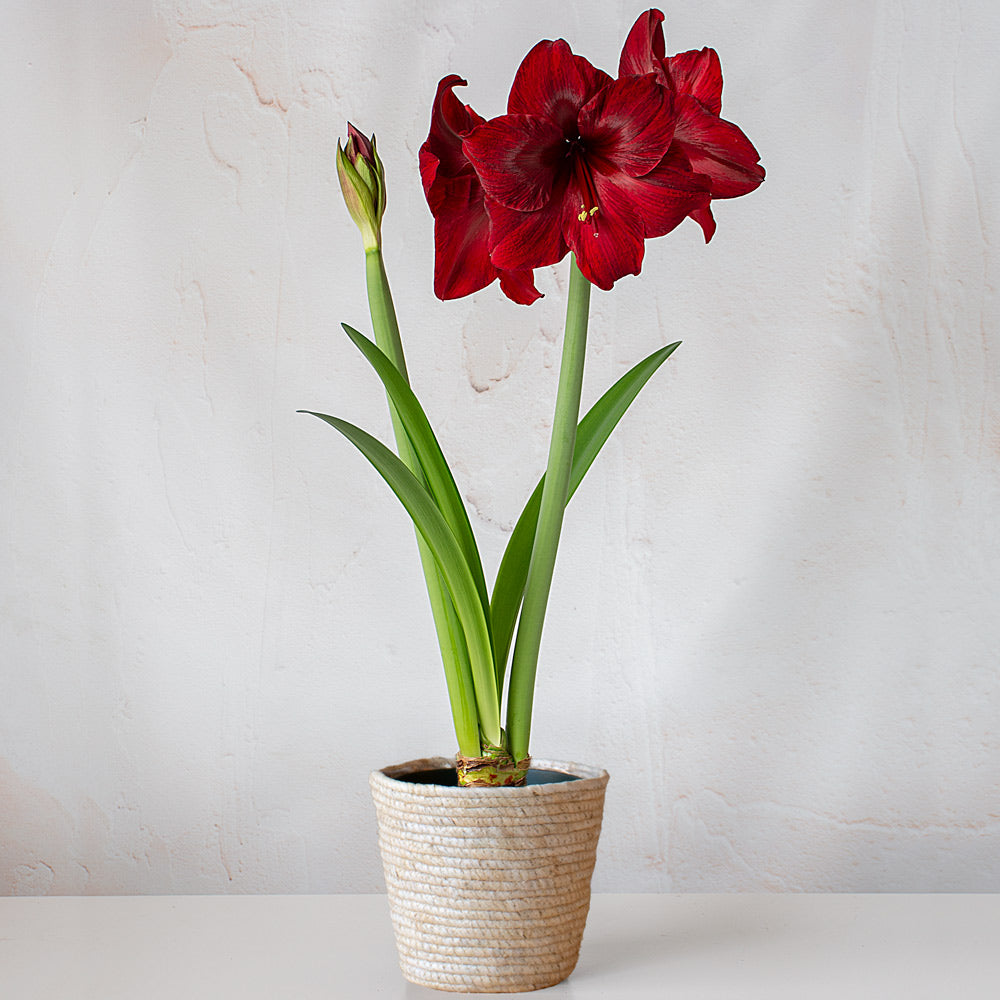 Amaryllis 'Red Pearl,' one bulb in natural jute basket