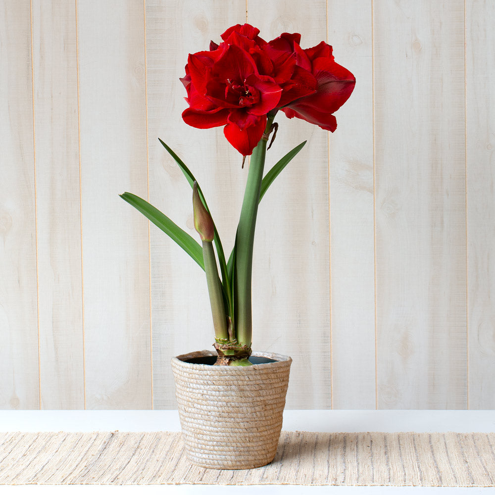 Amaryllis 'Red Toro,' one bulb in natural jute basket