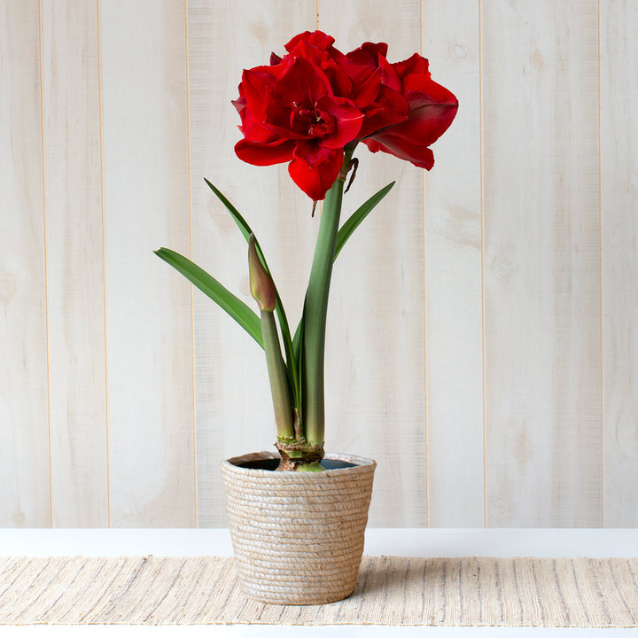 Amaryllis 'Red Toro,' one bulb in natural jute basket