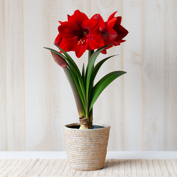 Amaryllis 'Red Cream,' one bulb in natural jute basket
