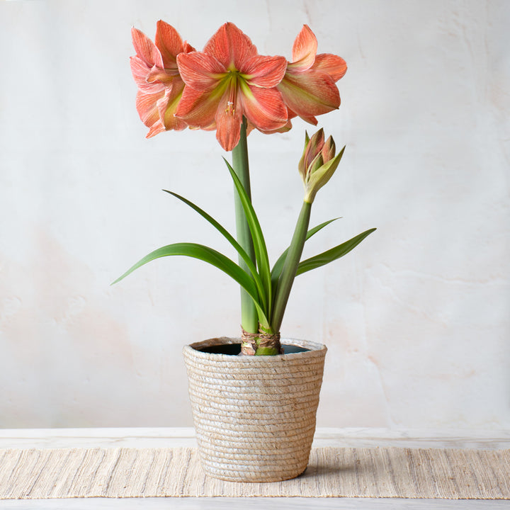 Amaryllis 'Terra Cotta Star,' one bulb in natural jute basket