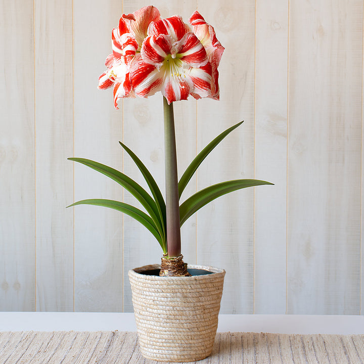 Amaryllis 'Clown,' one bulb in natural jute basket