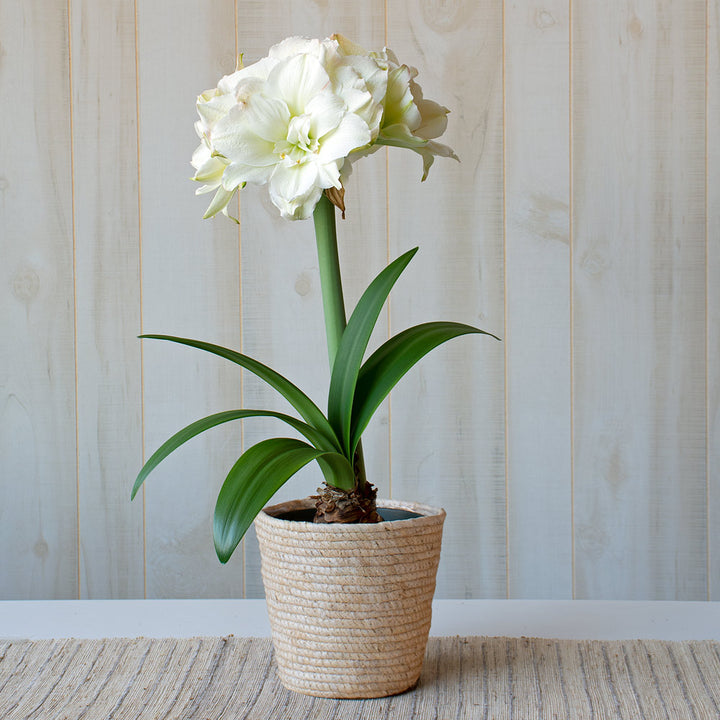 Amaryllis 'Polar Belle,' one bulb in natural jute basket
