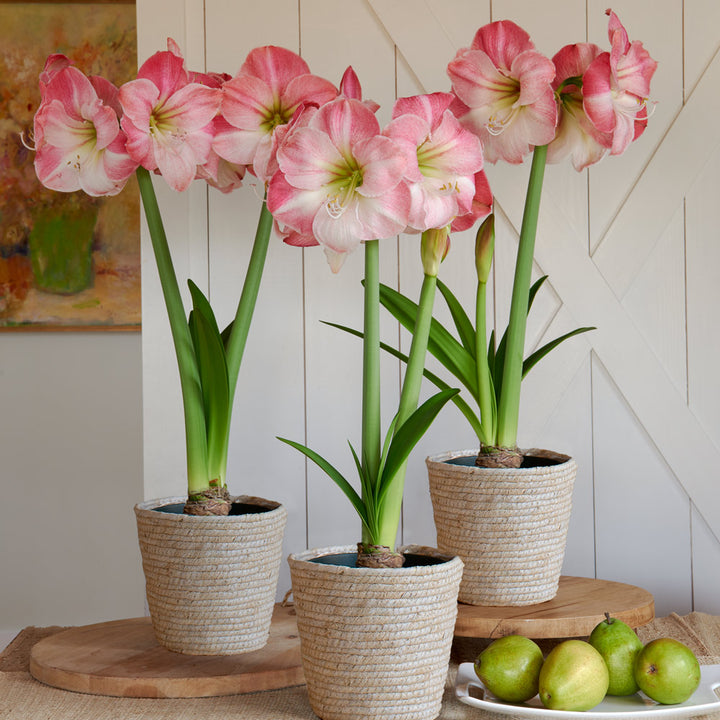 Pink Amaryllis in Natural Jute Baskets to 3 Different Addresses - Standard Shipping Included