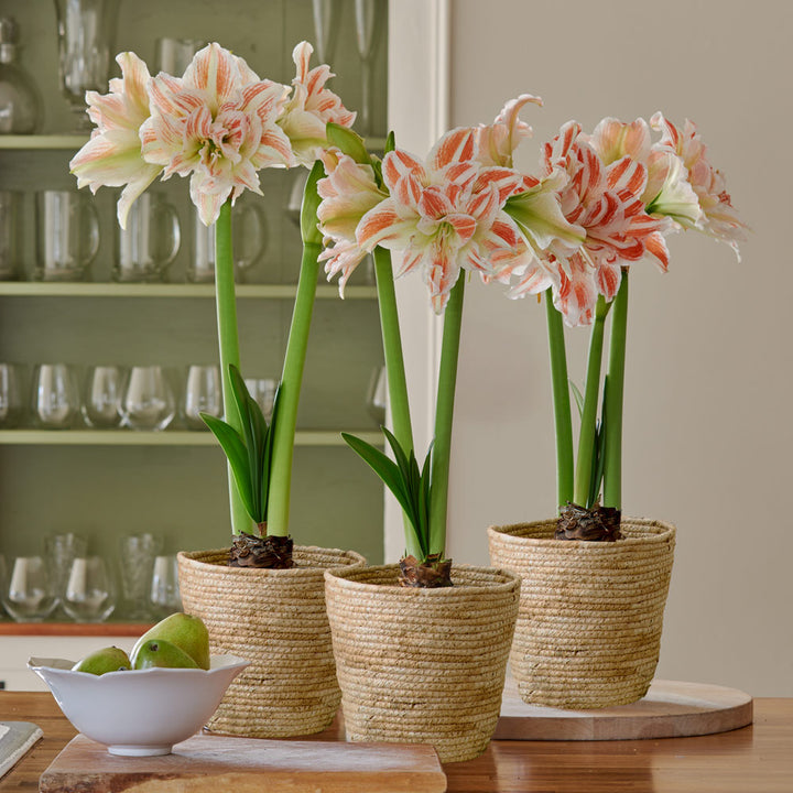 Double Amaryllis in Natural Jute Baskets to 3 Different Addresses - Standard Shipping Included