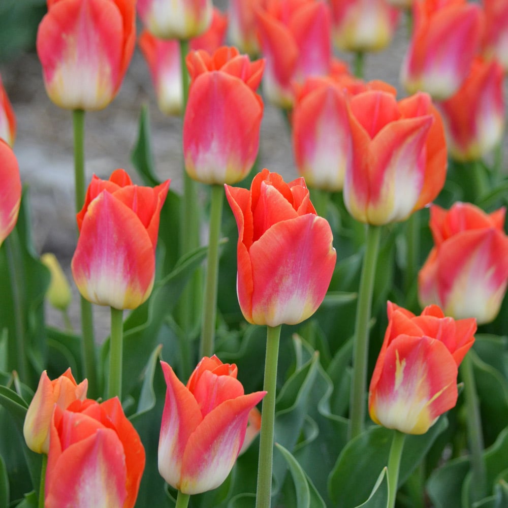 Tulip 'Sunrise Dynasty'
