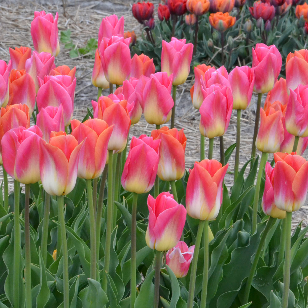Tulip 'Sunrise Dynasty'