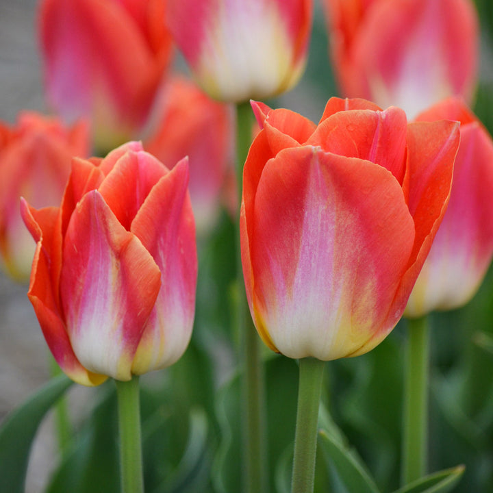Tulip 'Sunrise Dynasty'