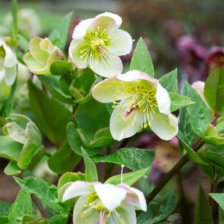 Helleborus Frostkiss® Molly's White