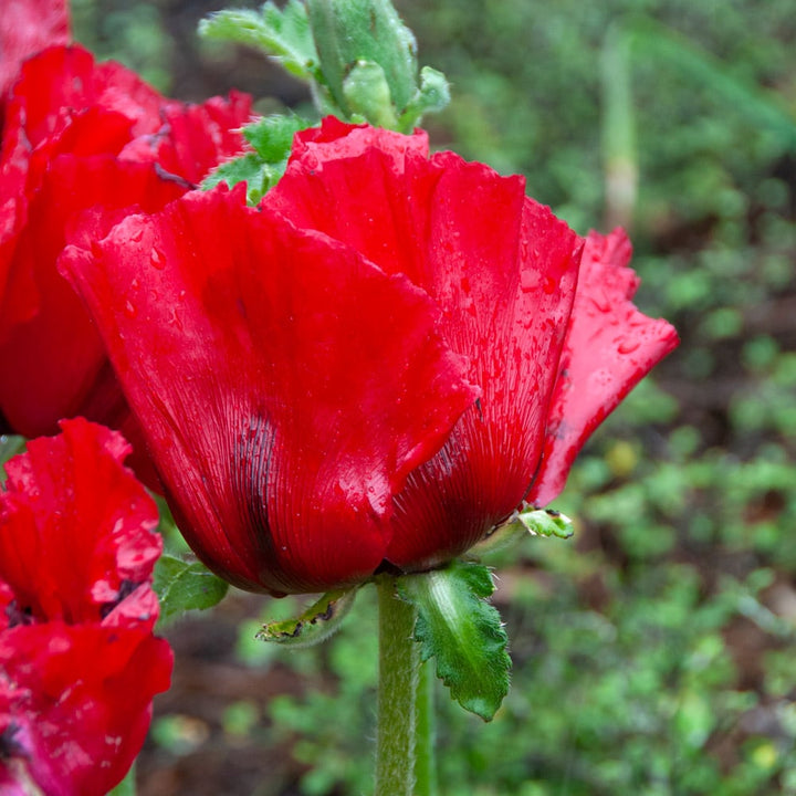 Papaver orientale 'Beauty of Livermere'
