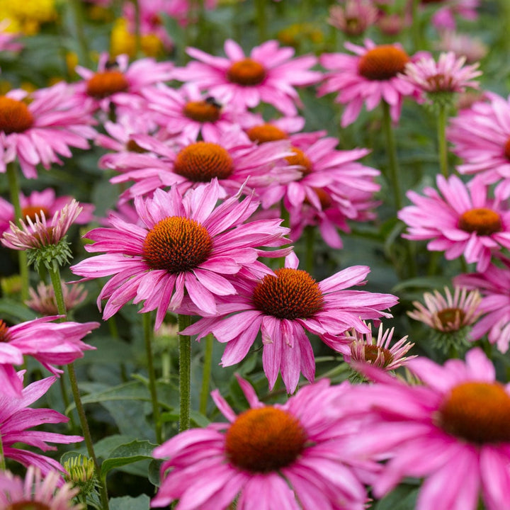 Echinacea purpurea 'Magnus'